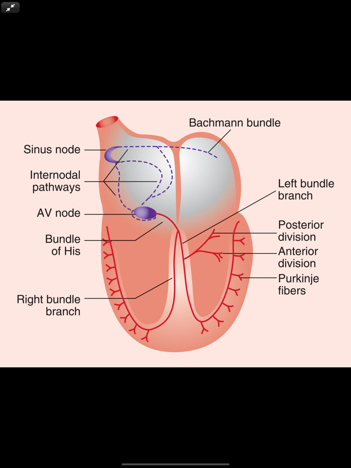 Pharmacotherapy Principles 6-E