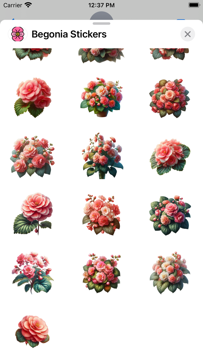 Begonia Stickers