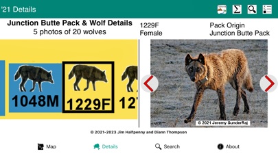 Yellowstone Wolves 2021 Screenshot