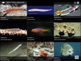 Game screenshot Reef Fishes of East Indies V3 hack