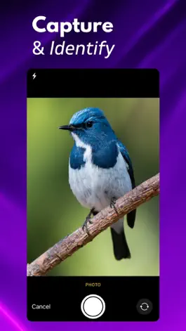 Game screenshot Bird ID: Identify Birds apk