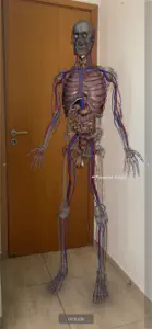 3D Human Anatomy Introduction screenshot #10 for iPhone