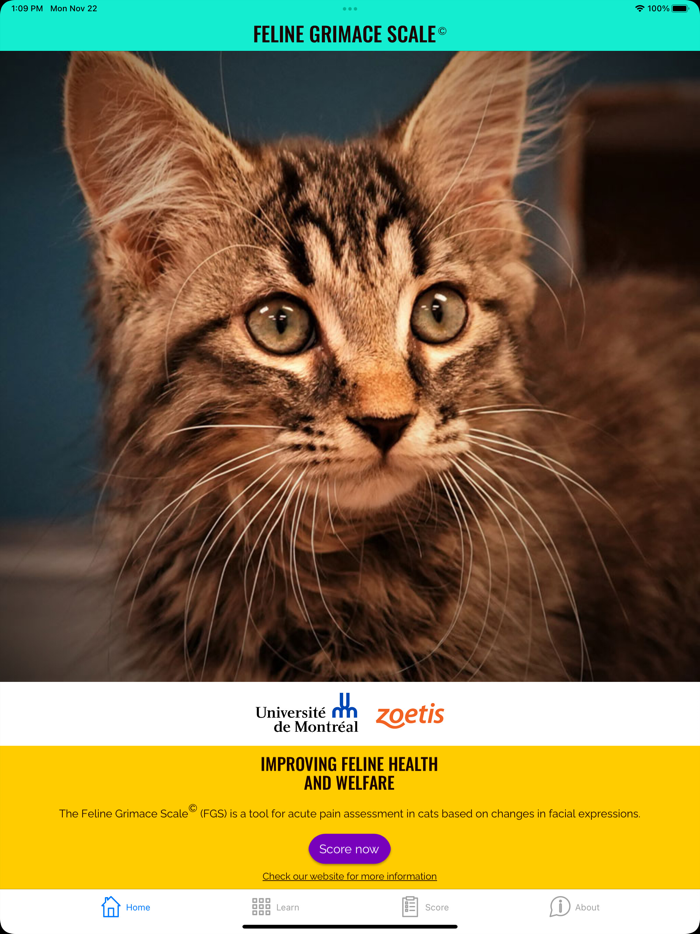 Feline Grimace Scale
