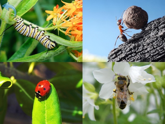 Animals for Kids, full game iPad screenshot 7 - Education app