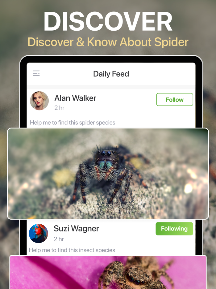 Spiders Identifier by Photo ID