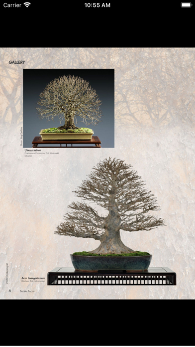 Screenshot #3 pour Bonsai Focus EN