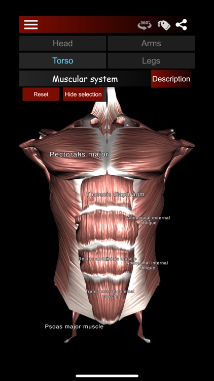 Muscular System 3D (anatomy)