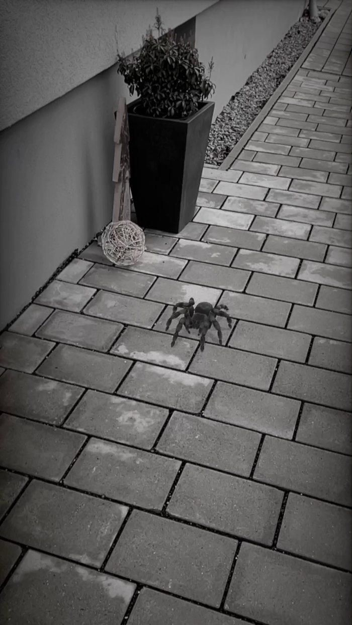 AR Spiders