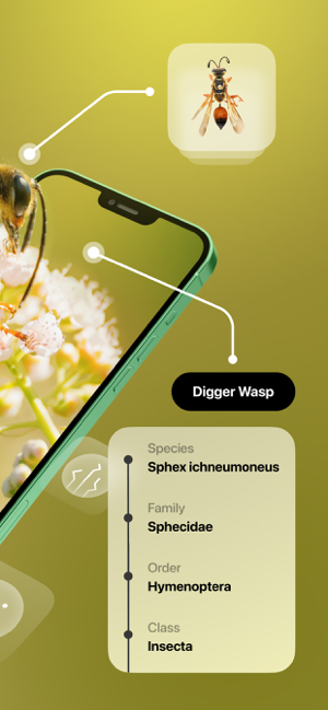 ‎Insect Identifier Screenshot