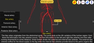 Vascular system screenshot #9 for iPhone