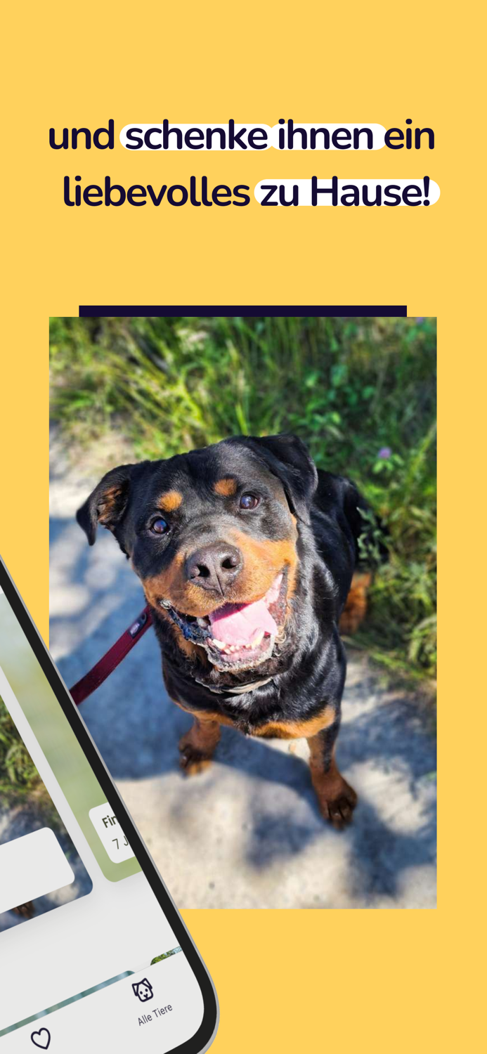 Balu - Happy pets happy life