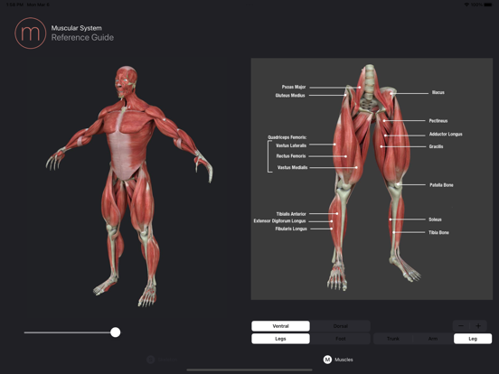 Screenshot #6 pour Anatomy Reference Guide