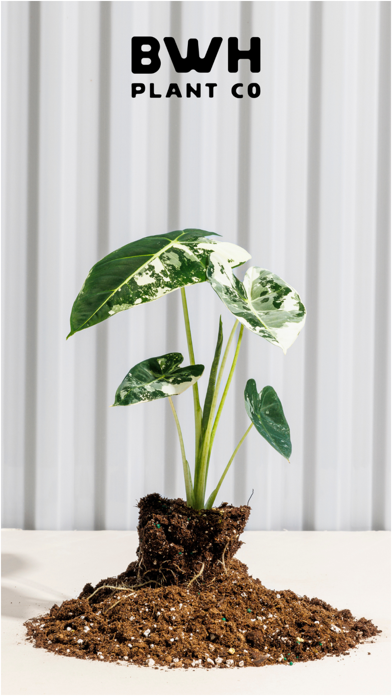 BWH Plant Co Screenshot