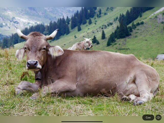 Screenshot #5 for Animal Sounds & Image