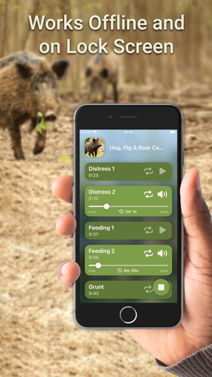 Hunting Calls: Hog, Pig & Boar