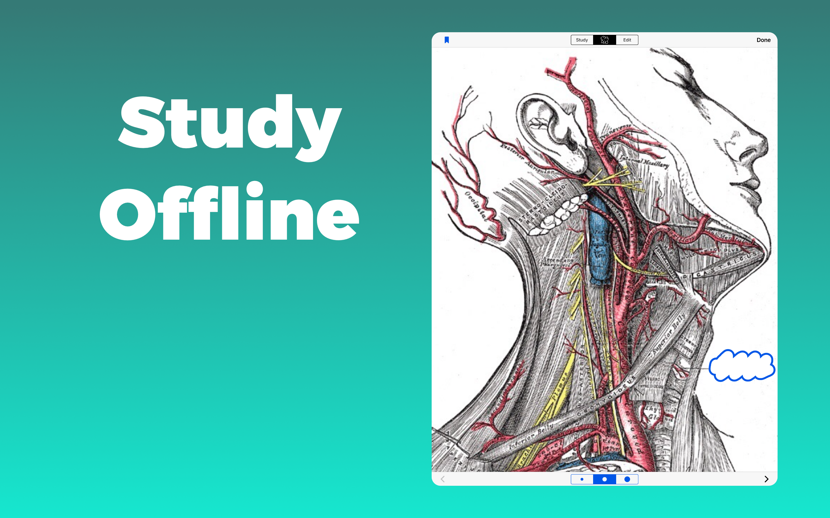 Anatomy and Physiology GO