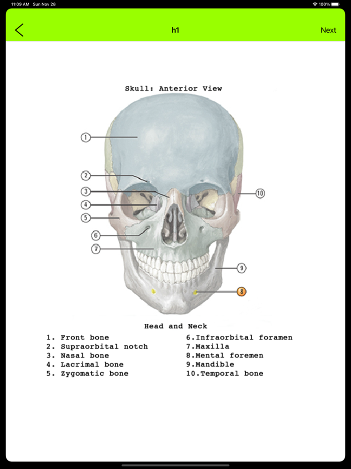 Human Anatomy Flash Cards
