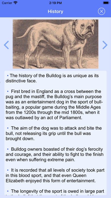 English Bulldog Puppies Screenshot