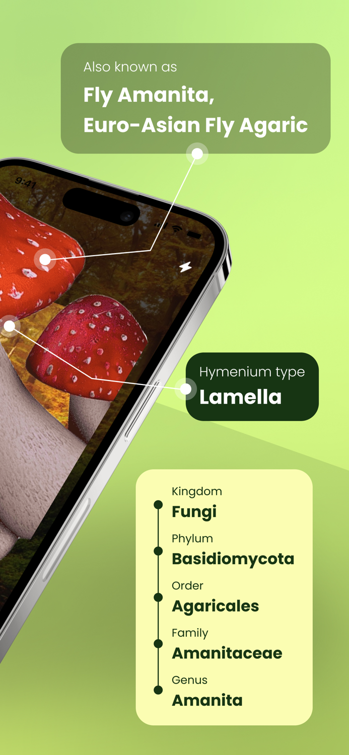 Mushroom Identifier Fungi ID