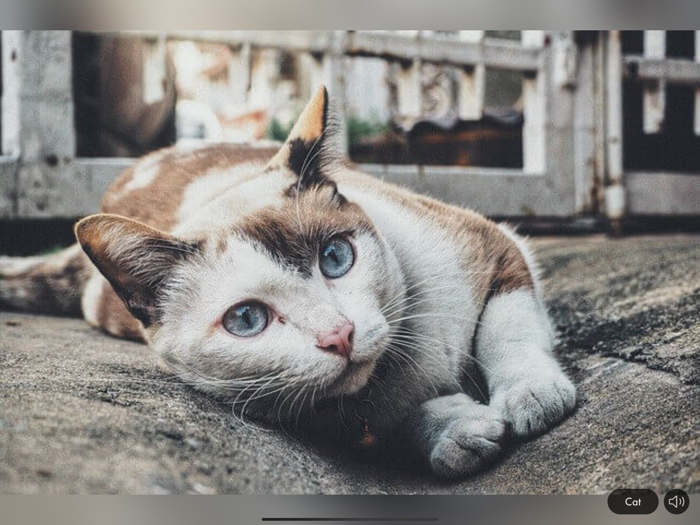 Animal Sounds and Images mini