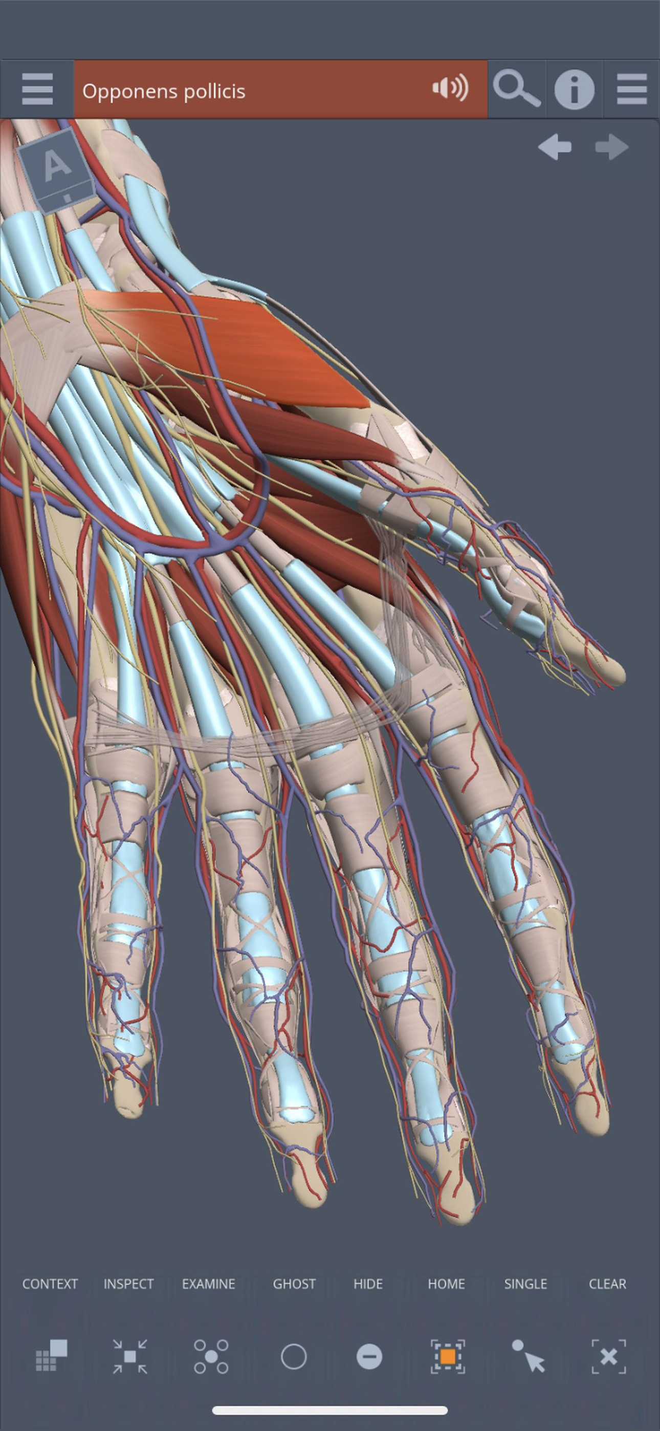 Primal's 3D Forearm & Hand