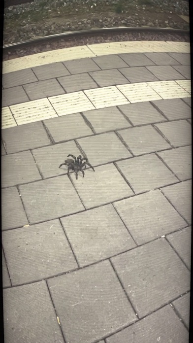 AR Spiders Screenshot