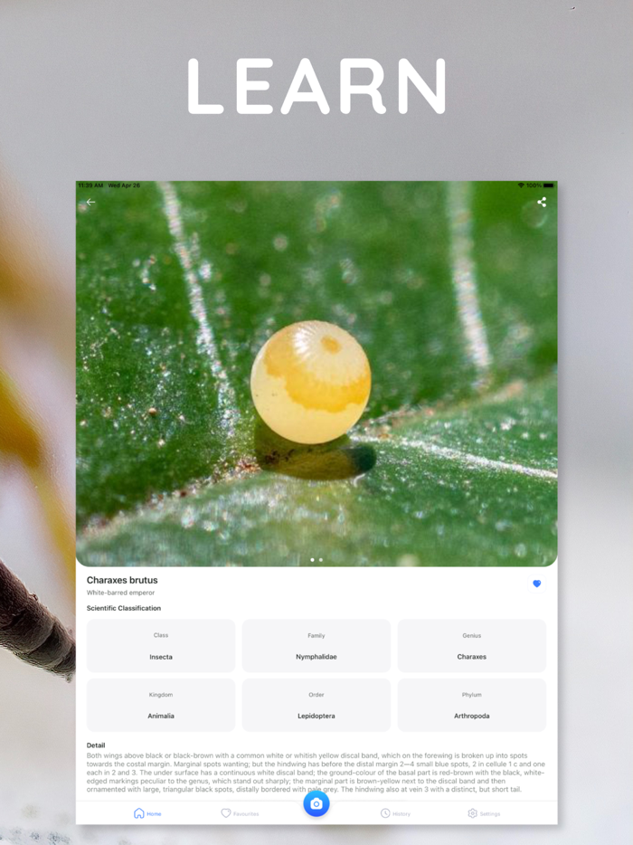 AI Photo App - Bug Identifier