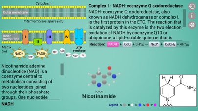 Biomolecules: Cell respiration Screenshot