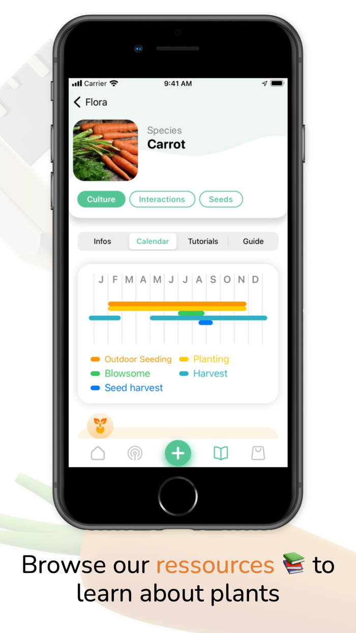 Tomate and Basilic- Permaculture