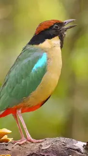 chirpomatic - australian birds iphone screenshot 1