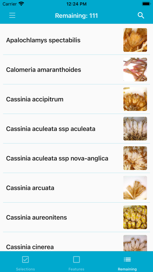 #3. Key to the Cassinia group (iOS) 由: LucidMobile