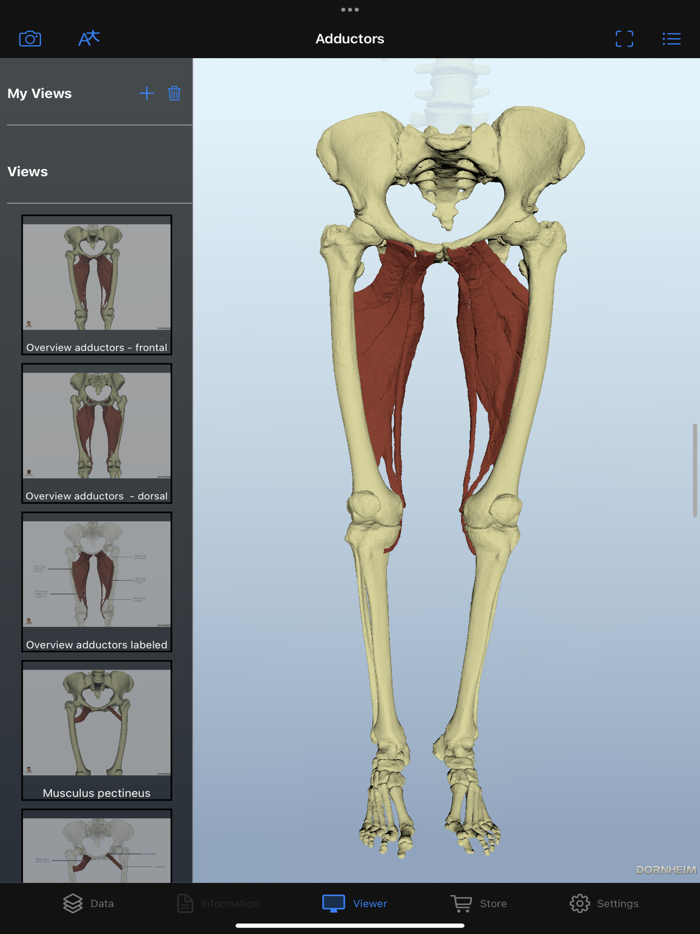 Dornheim Real Anatomy