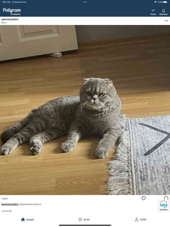 Petigram Pet Adoption