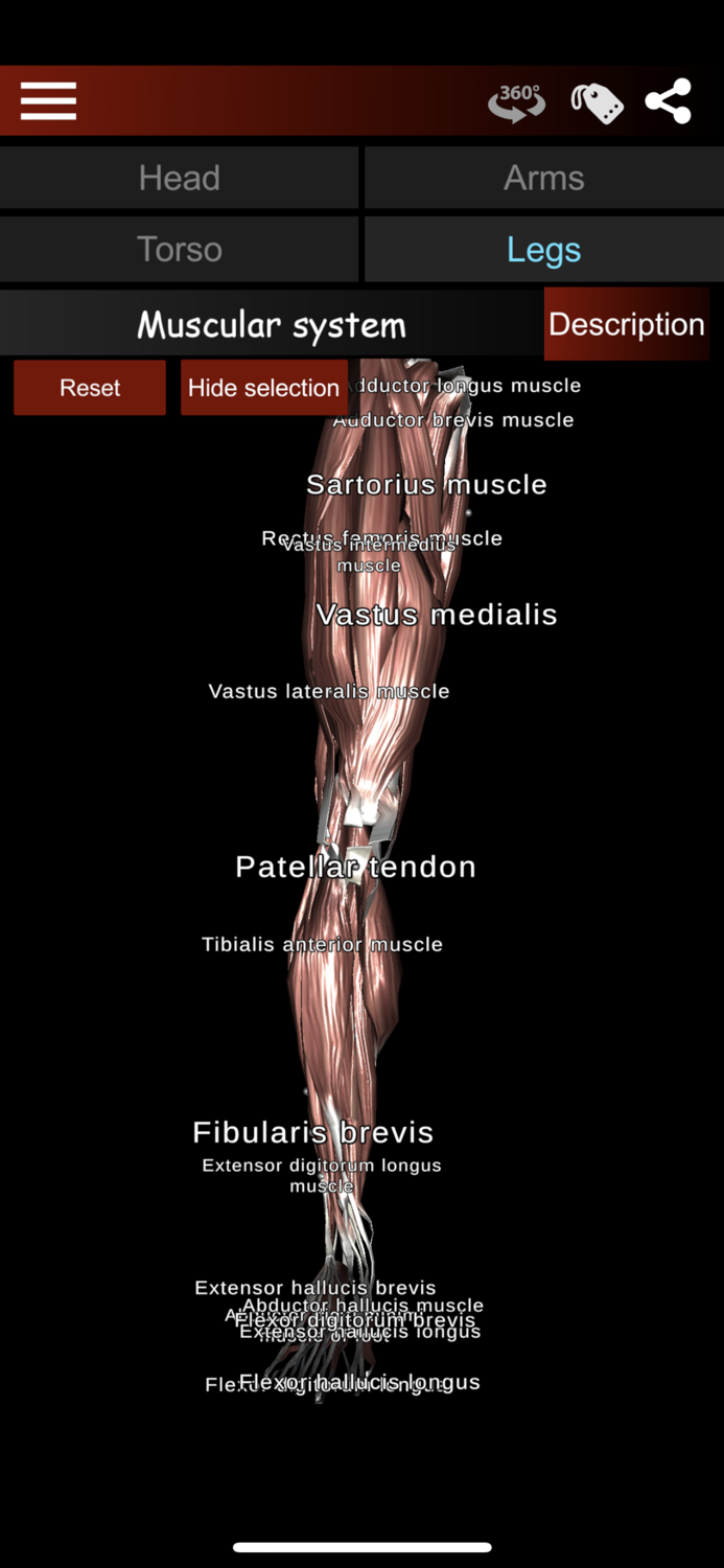 Muscular System 3D anatomy