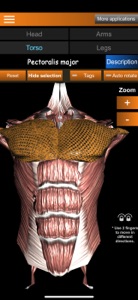 Muscular System 3D (anatomy) screenshot #2 for iPhone
