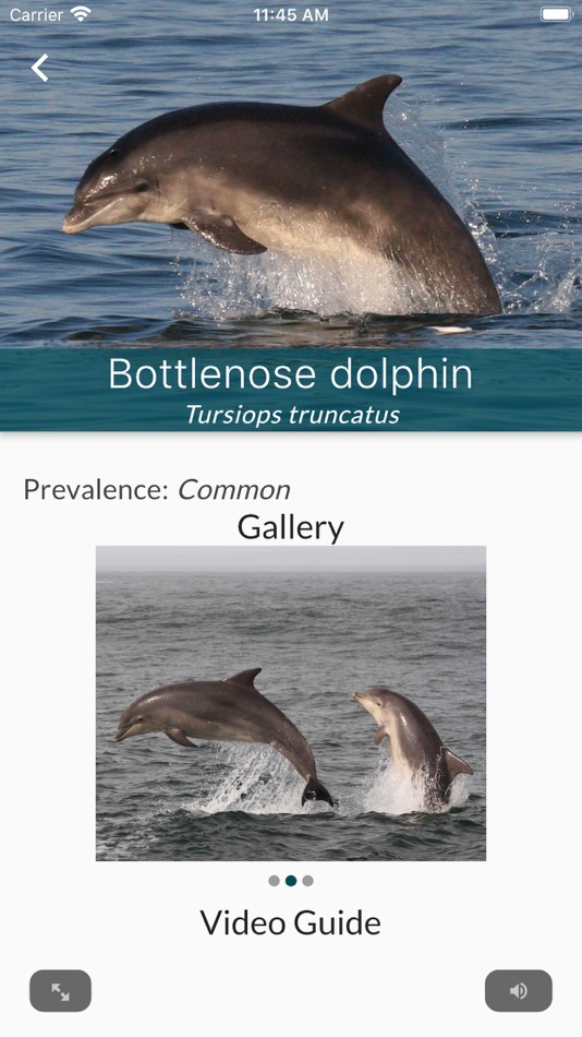 #5. Sea Watcher (iOS) By: Sea Watch Foundation - The Cetacean Monitoring Unit