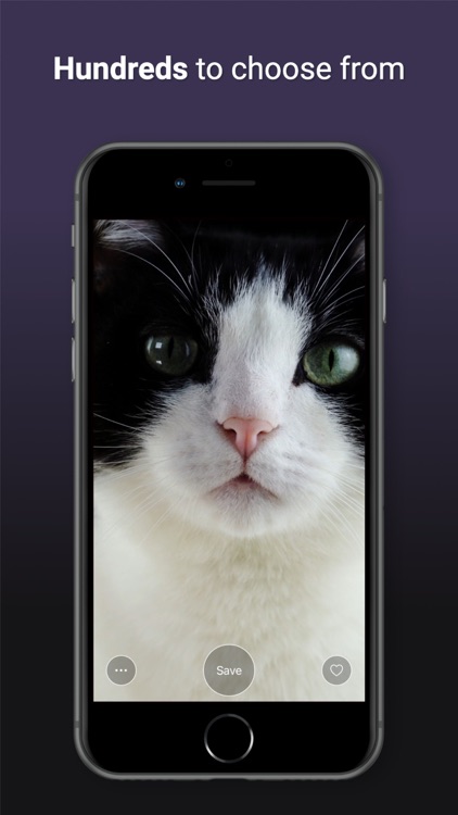 Cat Live Wallpapers screenshot-4