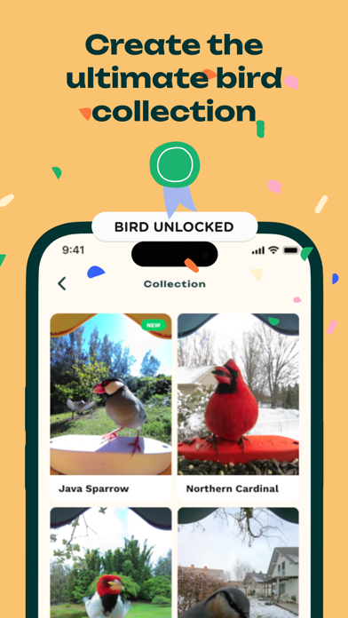 Bird Buddy Live Screenshot