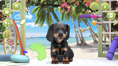 Puppy Tony トニー - ダックスフントの子犬のおすすめ画像3