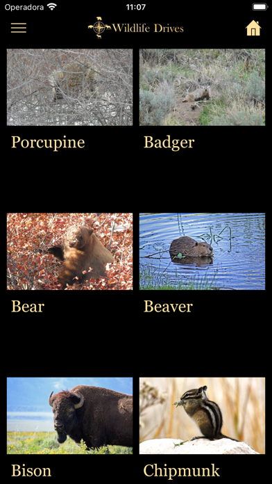 Wildlife Drives Screenshot