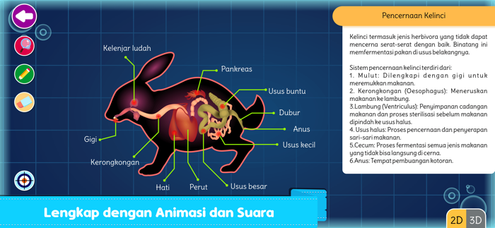 Marbel Sains  Anatomi Hewan