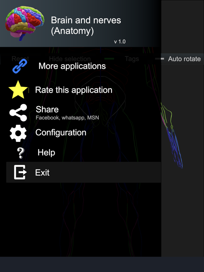 Brain and nerves Anatomy