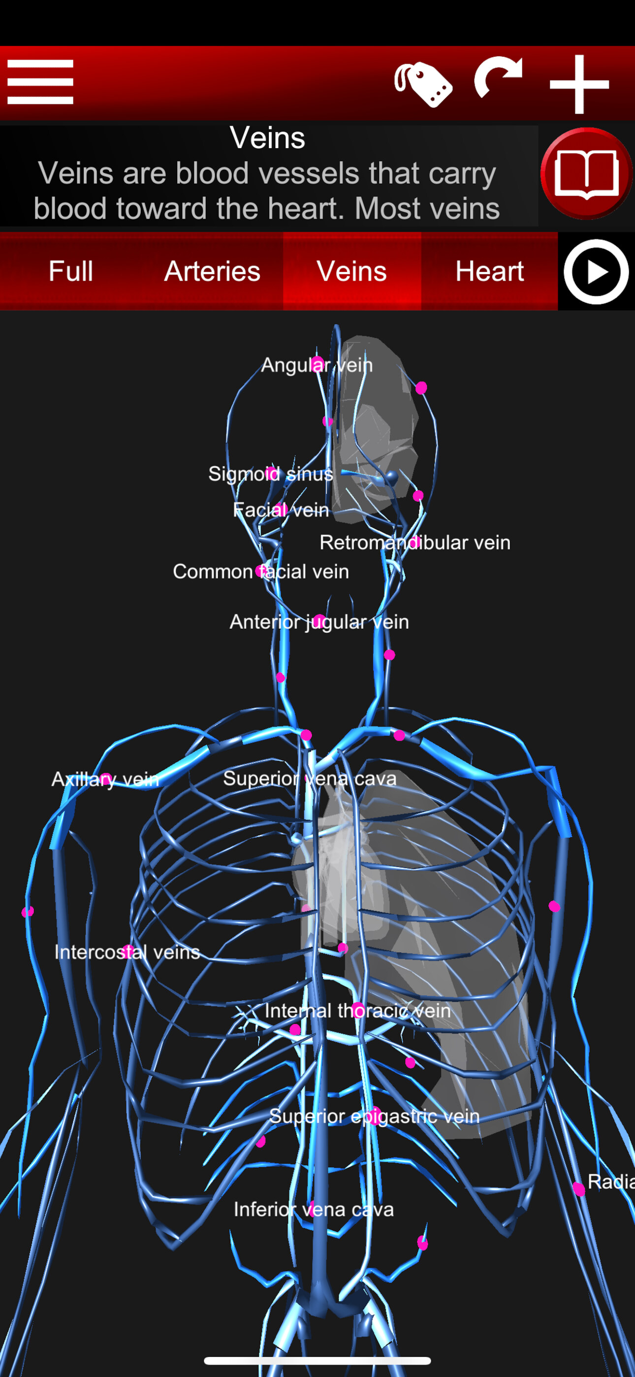 Circulatory System 3D Anatomy