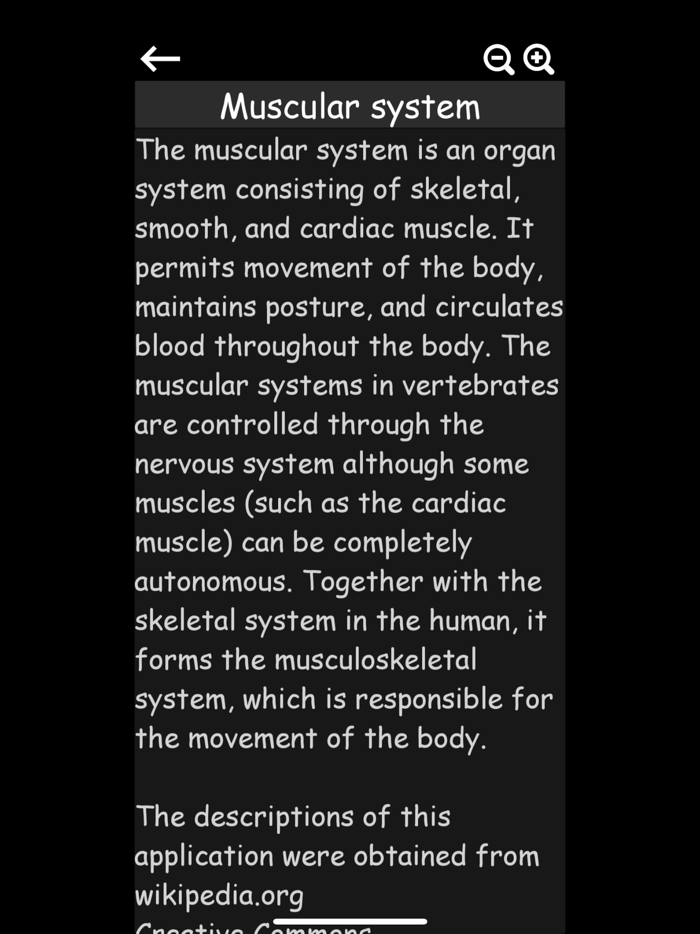 Muscular System 3D anatomy