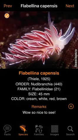 Game screenshot Nudibranch ID E Atlantic Med hack