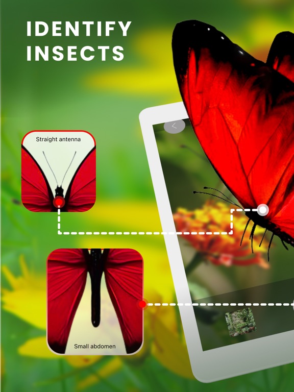 What bug is this Identify bugs