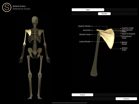 Human Skeleton Reference Guideのおすすめ画像3