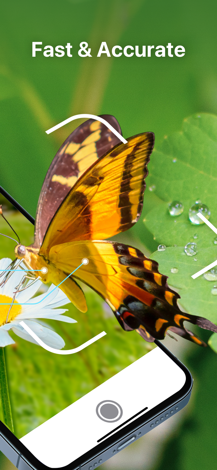 Bug Identifier Insect Id