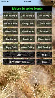 bull-cow moose hunting calls problems & solutions and troubleshooting guide - 1