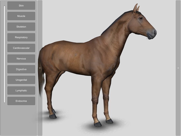 3D Horse Anatomy Software
